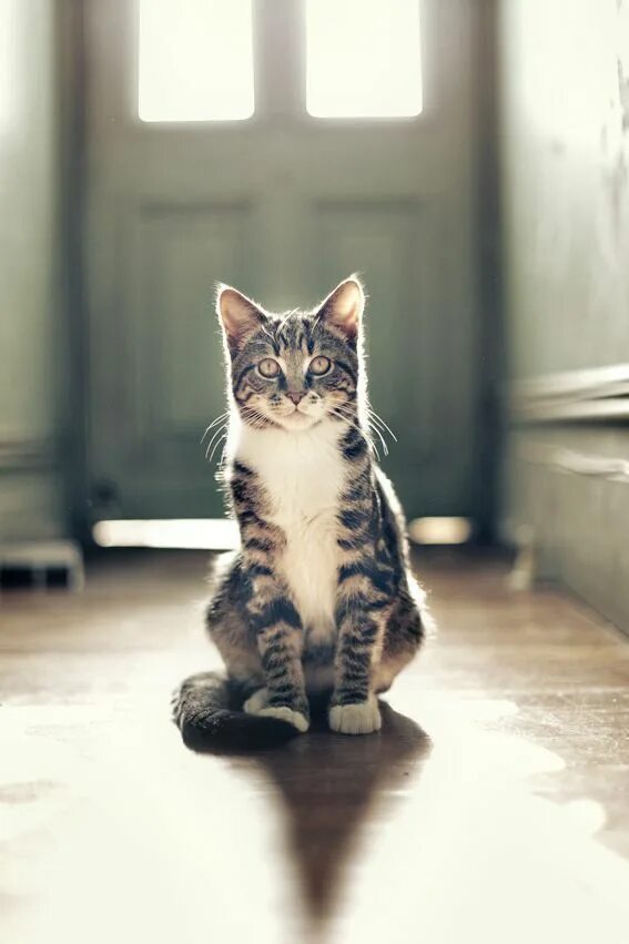 Кот сидит слева. Кот сидит. милые коты. котенок сидит. сидячая кошка.