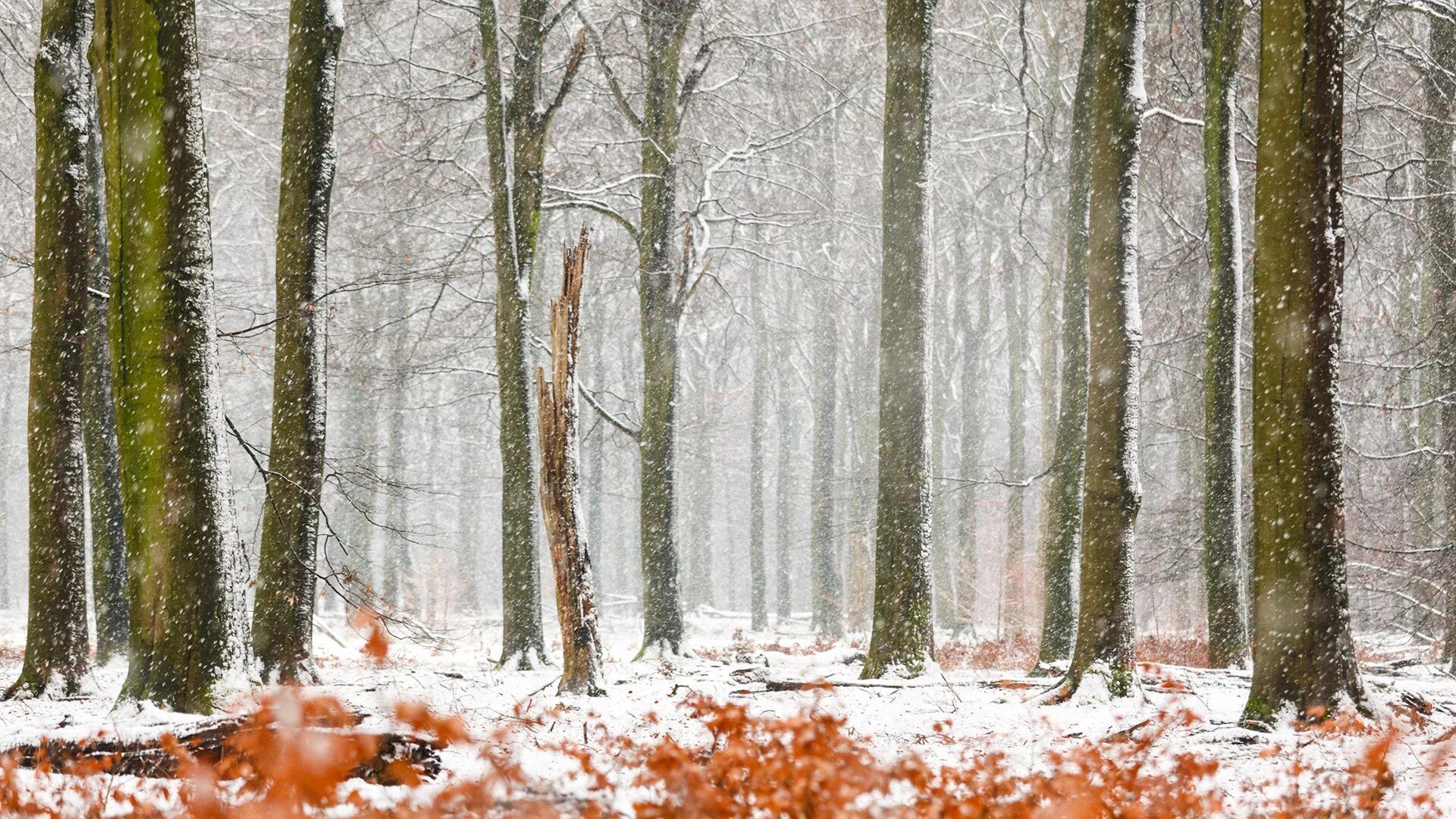 Первый снег. Первый снег в лесу. Поздний ноябрь лес снег. Картинки на рабочий стол осень зима.