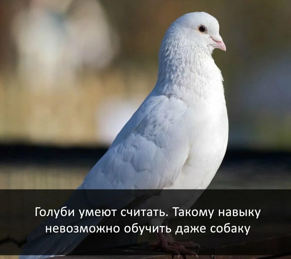 Почему голубь издает звуки. Голуби умеют считать. голуби умеют писать. что умеет голубь. голуби общаются.