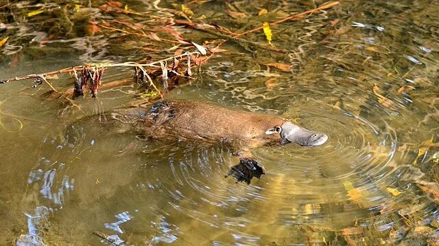 Как выглядит рыба утконос 10 Deadliest Animals On Earth That Look Completely Harmless YouTube
