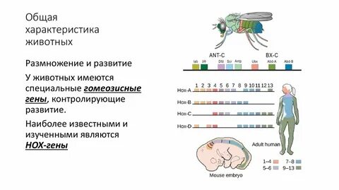 Биологическая роль генов