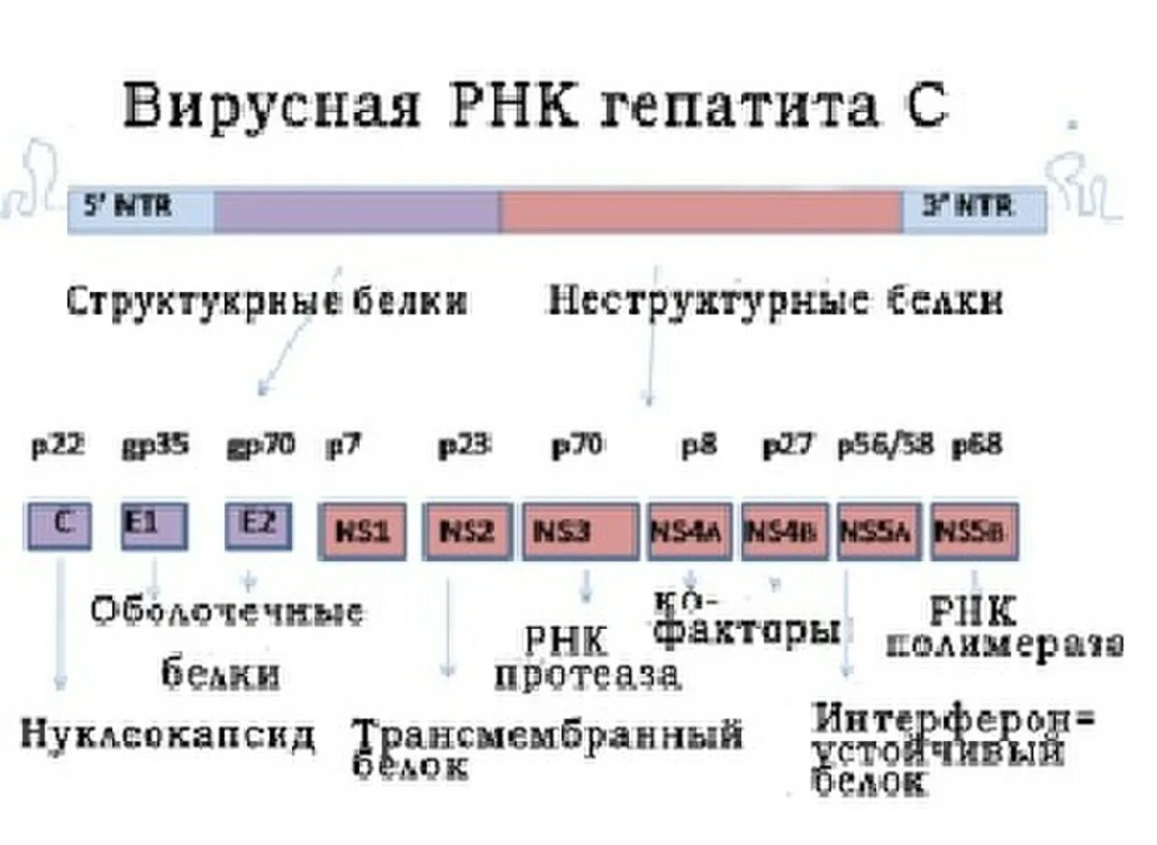 РНК вируса гепатита с. Структурные и неструктурные белки вируса гепатита с. Анализ РНК вируса гепатита с. Вирус гепатита в. Анализ рнк вируса гепатита