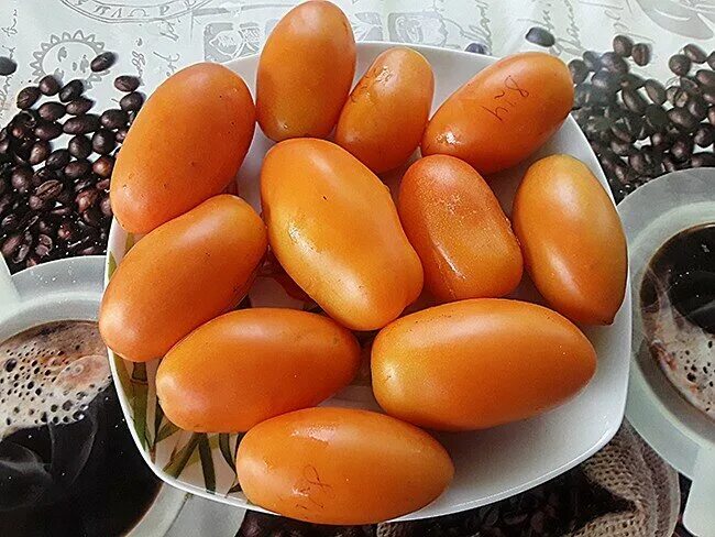 Гном щедрость лауры. Томат щедрость лауры. Томат буян желтый. Щедрость лауры фото томата. Томат боец (буян).