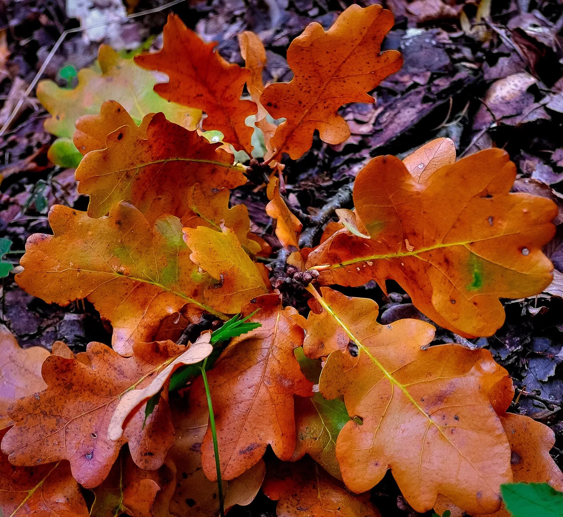 Дуб черешчатый осень. Дуб черешчатый осенью лист. Дуб черешчатый лист осенний. Дуб черешчатый окраска листьев осенью.