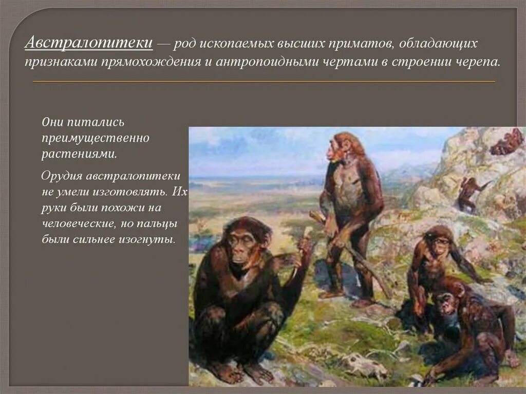 Рост австралопитека. Образ жизни австрало питэка. Чем питались австралопитеки. Представители австралопитеков. Парантропы.
