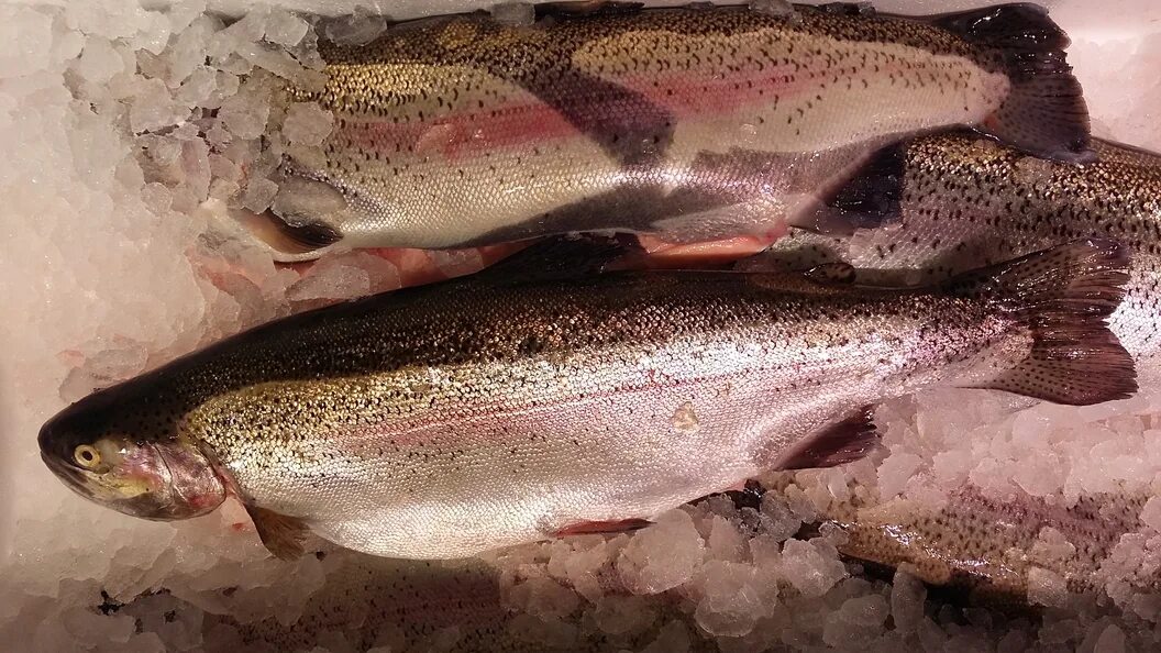 Радужная форель. Тонну форели. Тонну форели. Радужная форель. Трансгенная семга.