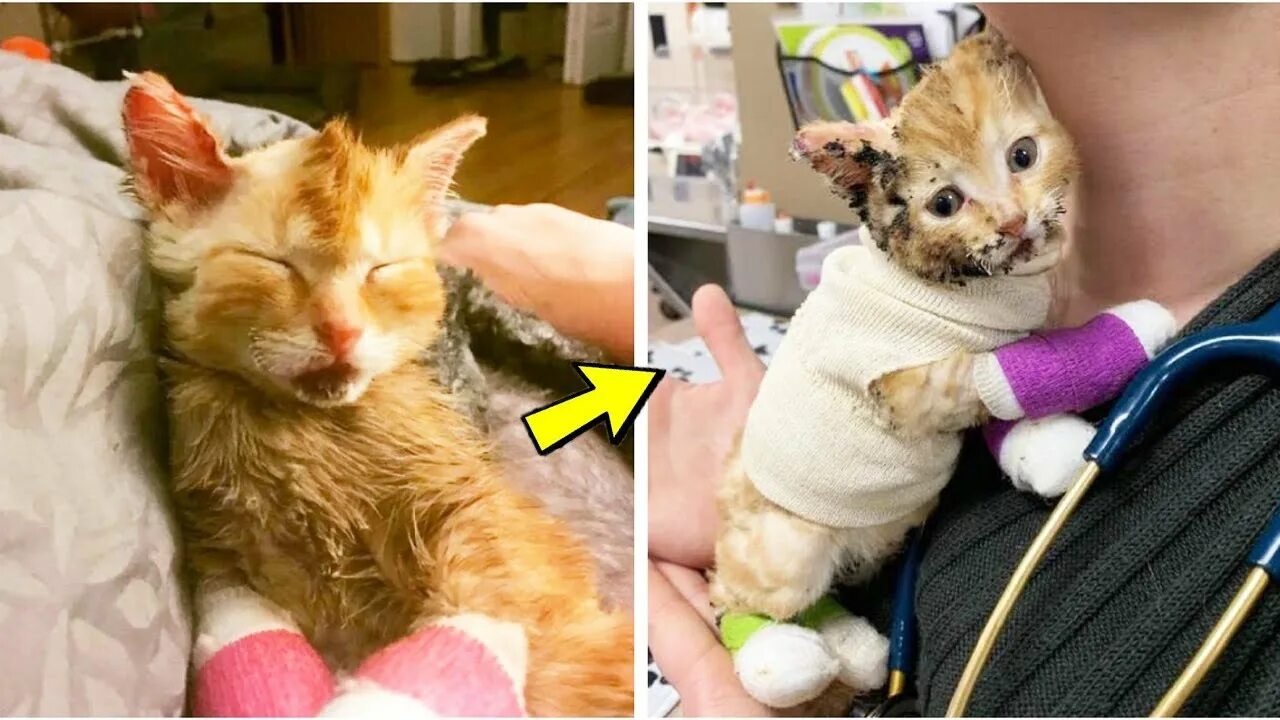 Котята которых спасли. Котята которых спасли