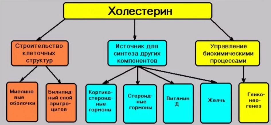 Биологическая роль холестерина. Роль холестерина в организме. Функции холестерина. Холестерол биологическая роль.