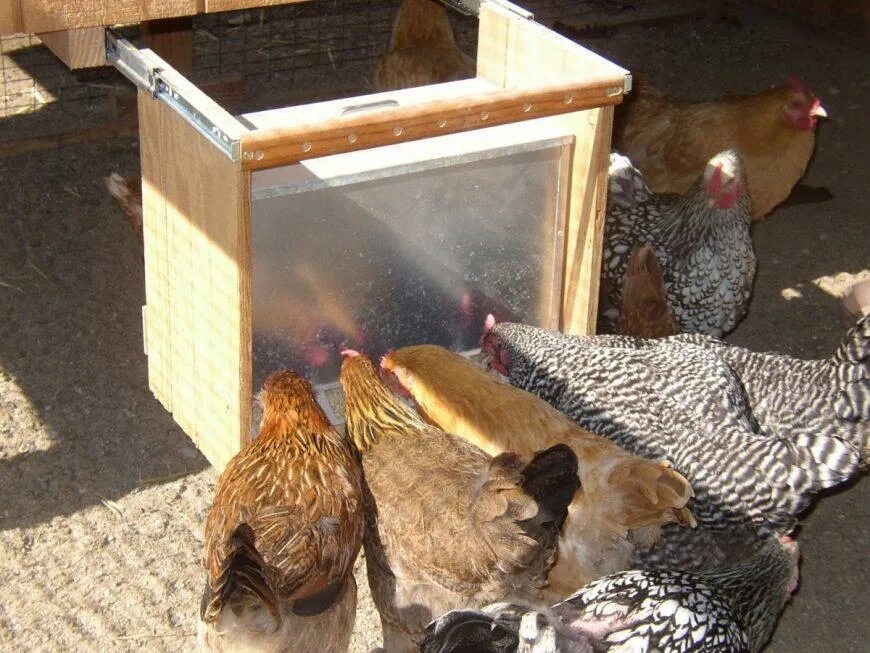 Кормушка для несушек. Кормушка для несушек. Поильник для кур. Кормушка для несушек. Бункерная кормушка для кур для кур.