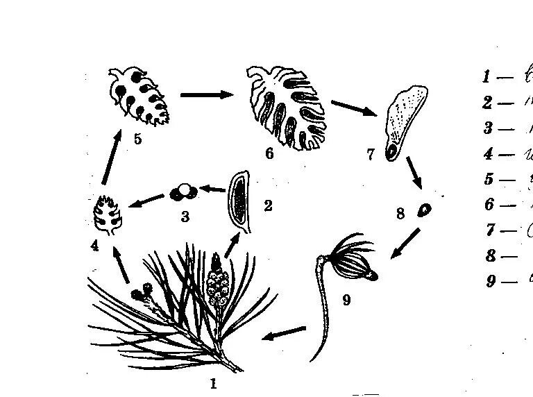 Размножение тест 7 класс. Жизненный цикл голосеменных растений. Схема размножения голосеменных растений 7 класс биология. Размножение голосеменных растений 7 класс. Размножение голосеменных схема.