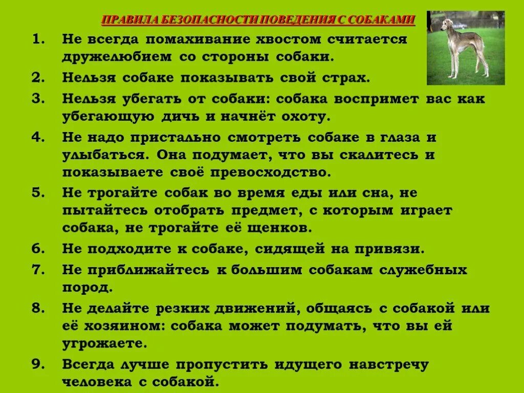 Обж безопасность при встрече с дикими животными. Правила поведения при встрече с бродячими собаками для детей. Безопасность при общении с животными. Правила безопасности при общении с собаками. Правила поведения при общении с животными.