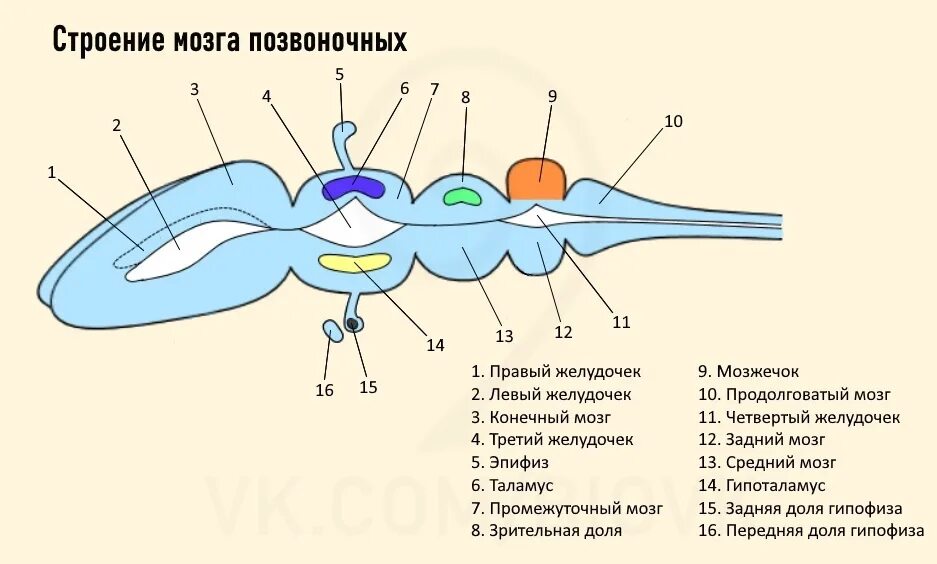 Головной мозг позвоночных животных. Схемы головного мозга позвоночных. Схема головного мозга позвоночных животных. Строение головного мозга рыбы. Какое строение головного мозга рыб