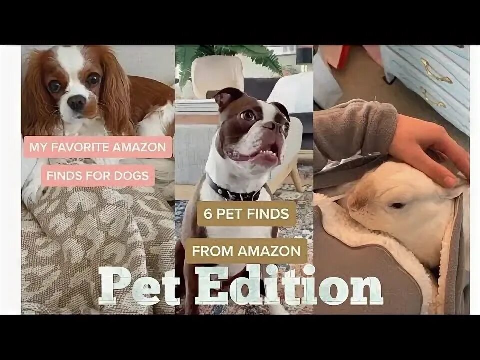 Pet edition