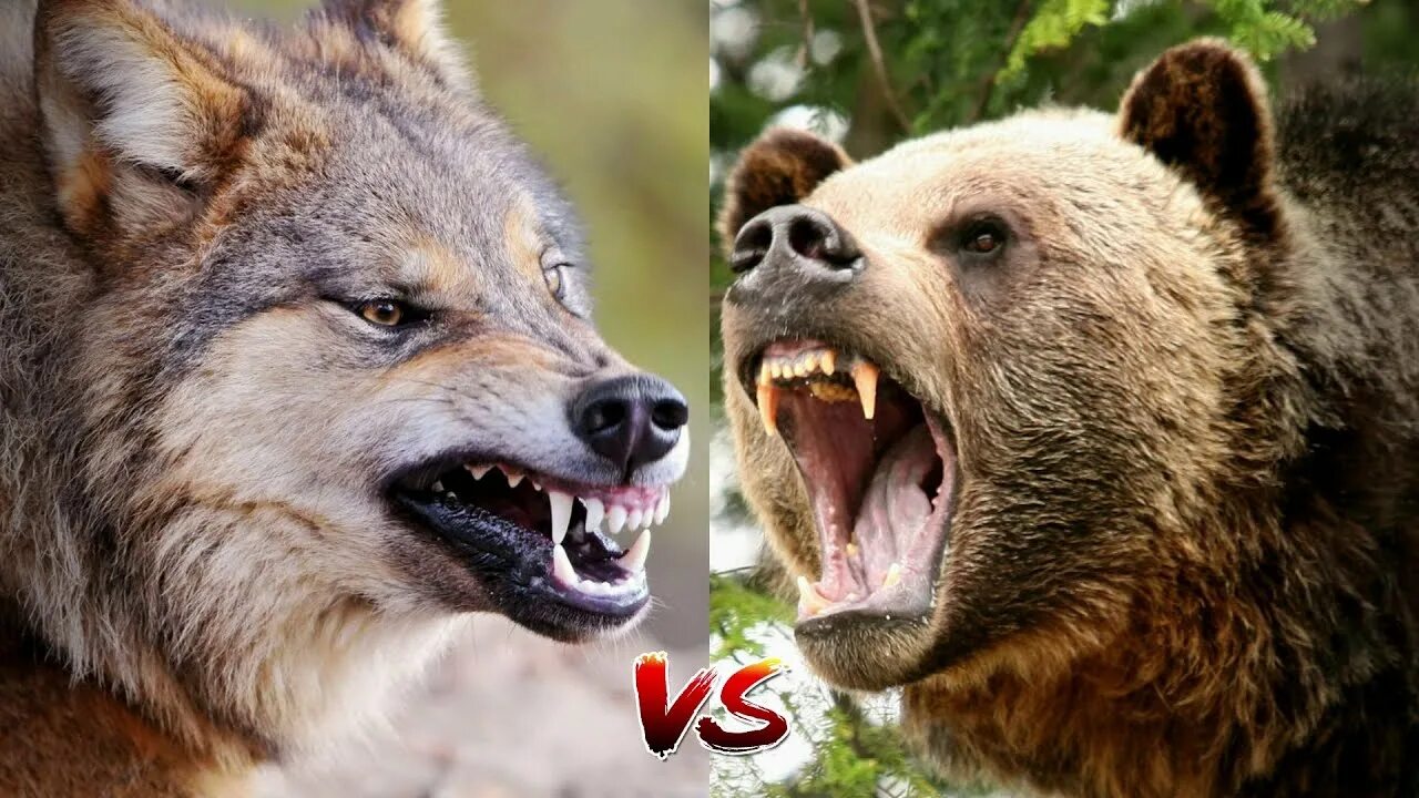 Волк против медведя. Бурый медведь против Волков. Медведь Гризли против Волков. Стая Волков против медведя.