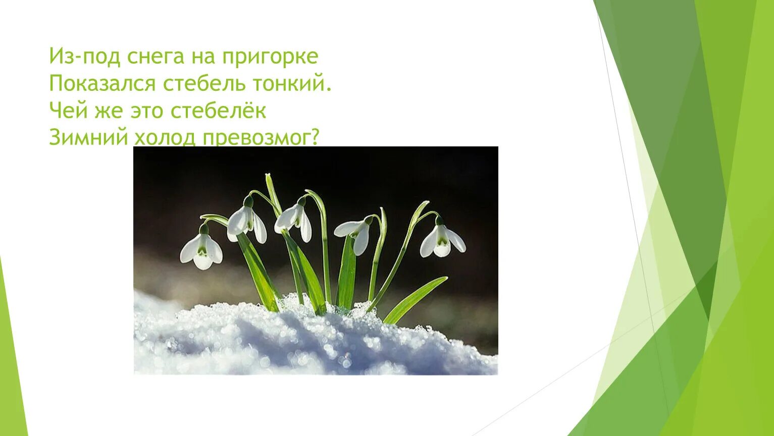 Весенние загадки. Загадки про весну. Подснежники на пригорке. Весенние загадки для дошкольников.