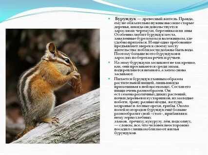 Интересные факты о животных тайги