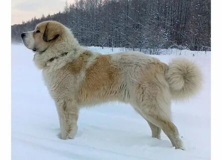 Пиренейский мастиф