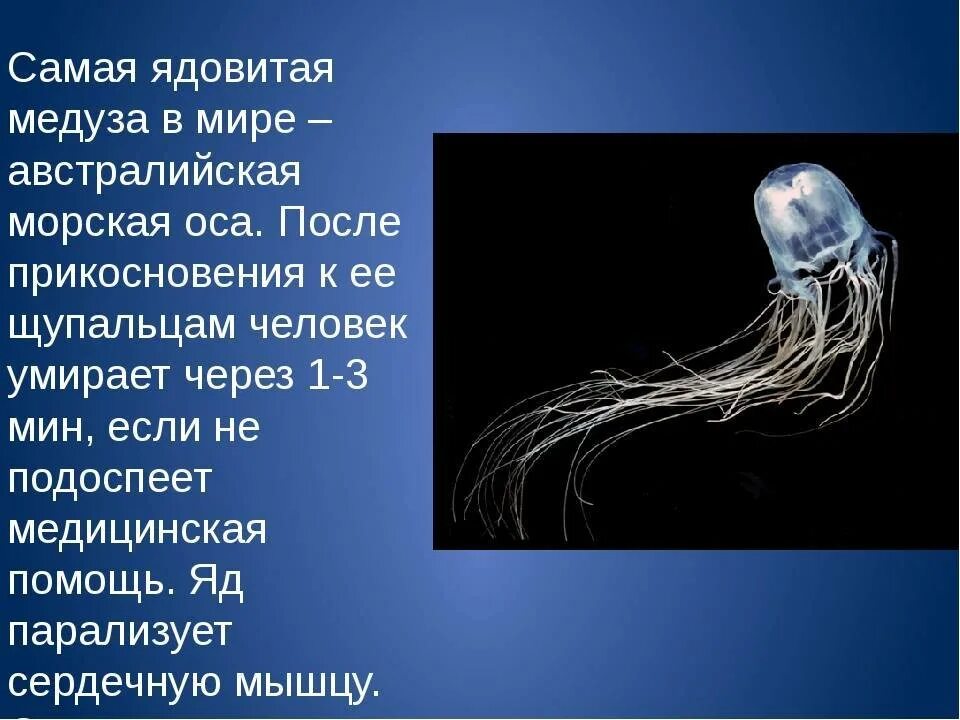 Какое значение кишечнополостных в жизни человека