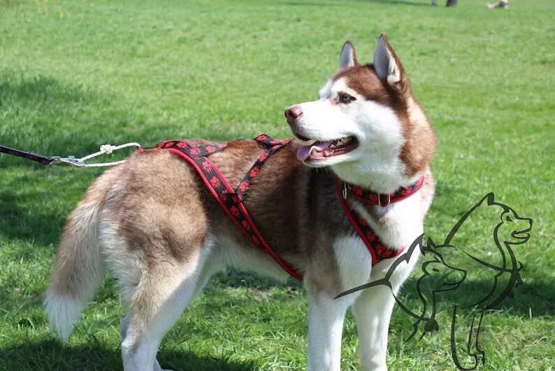 Ездовая шлейка для собаки. Ездовая шлейка. шлейка прогулочная husky. ездовая шлейка для хаски. шлейка для собак хаски ездовая.