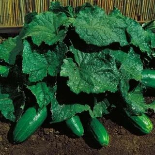 Кустовые огурцы сорта самоопыляемые