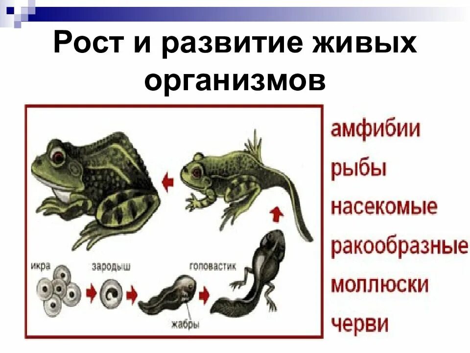 Организм свойства организмов презентация. Рост и развитие живых организмов. Развитие свойство живых организмов. Свойства живого рост и развитие. Рост свойство живого.