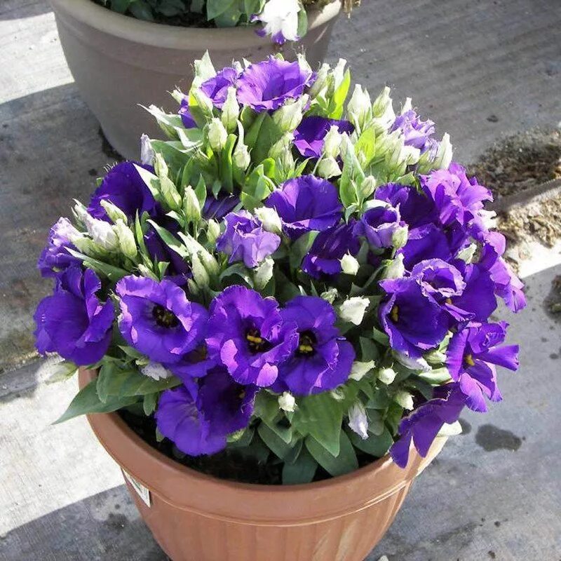 Почему не растет эустома. Эустома (Lisianthus). Эустома низкорослая. Эустома сиреневый карлик. Эустома лизиантус горшечная.