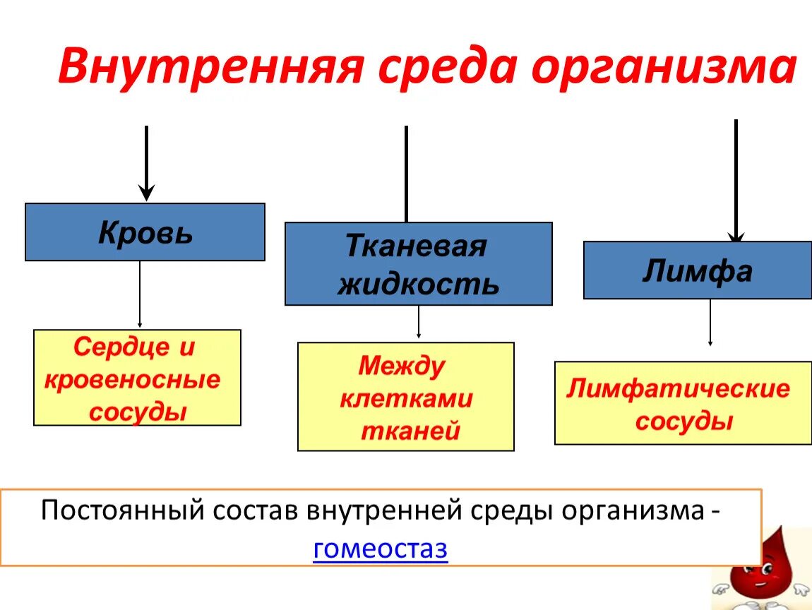 Составляющие элементы внутренней среды организма. Компоненты внутренней среды схема. Схема внутренняя среда кровь. Компоненты составляющие внутреннюю среду организма.