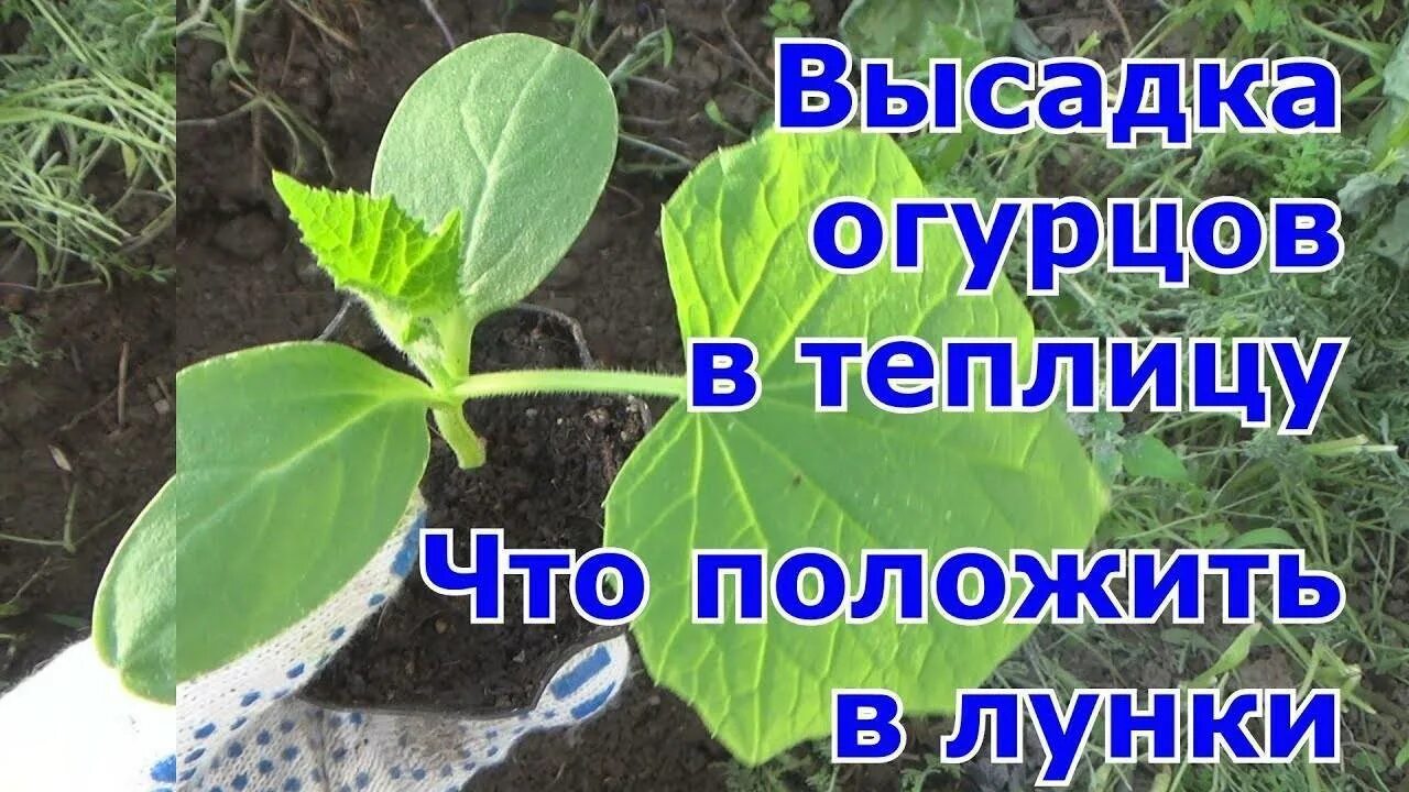 Огурцы высадка рассады в открытый грунт. Рассада огурцов. Посадка огурцов в открытый грунт. Посадка огурцов на рассаду. Рассада огурцов в открытом грунте.