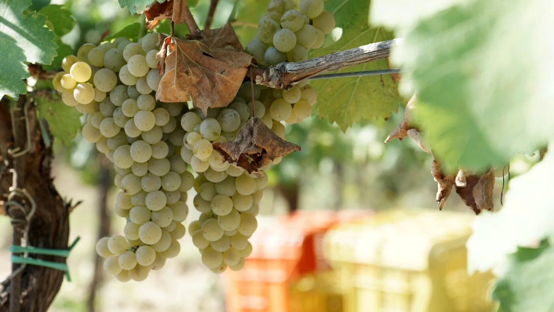 Виноград вино 7 букв. Виноград Тоскана. Ркацители виноград. Виноградная лоза Тоскана. Тоскана виноградники.
