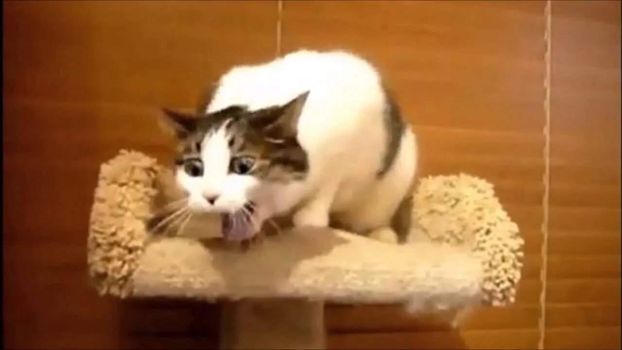 Кот блюет видео. Кота тошнит. котик которого тошнит. кота тошнит гиф. кот подавился.