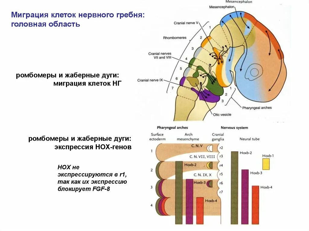 Миграция клеток нервного гребня. Производные клеток нервного гребня. Пути миграции клеток нервного гребня. Нервный гребень. Формирующийся гребень