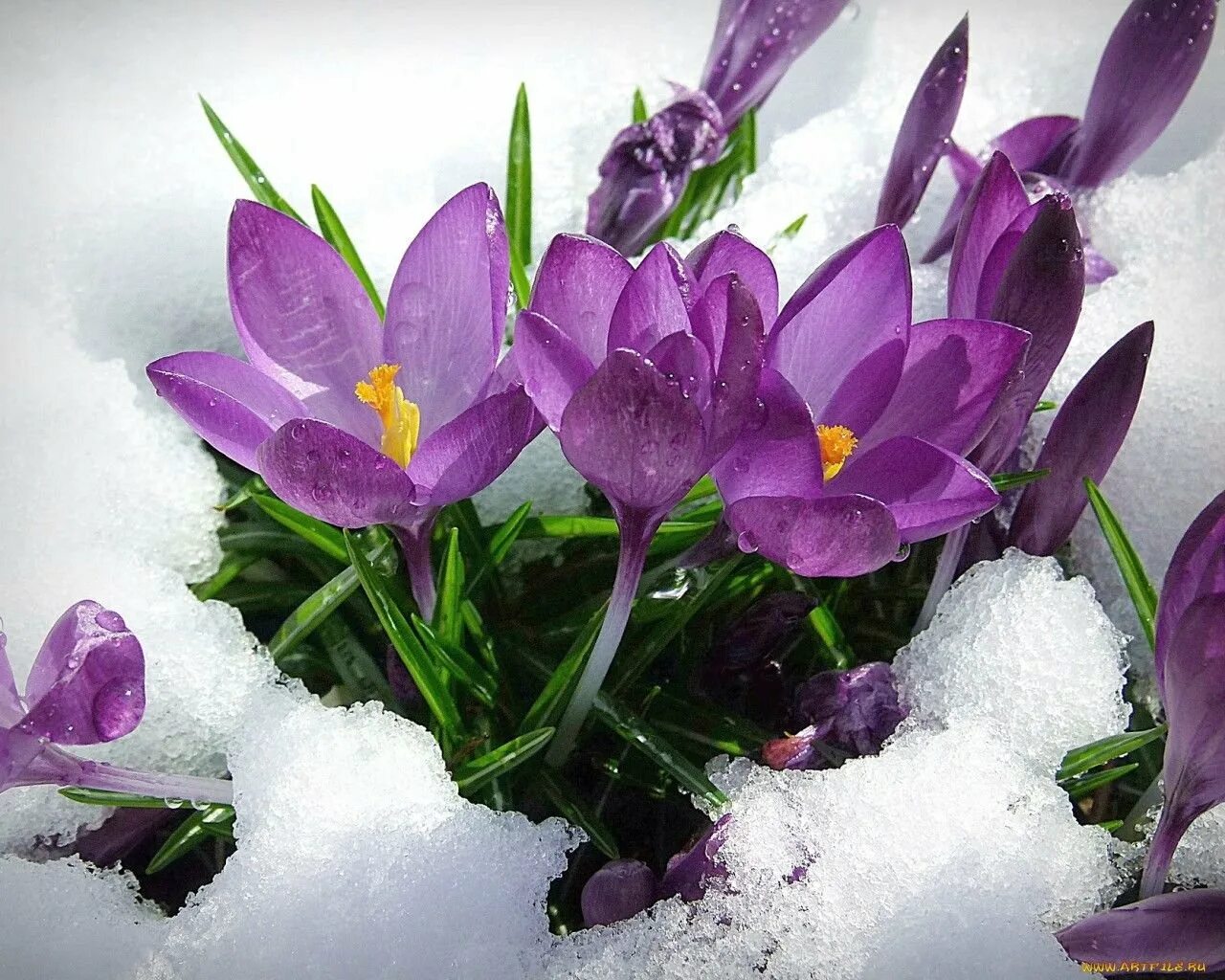 Подснежники сиреневые. Крокусы и подснежники. Подснежник Сибирский фиолетовый. Красивые весенние цветы. Весенний цвет.