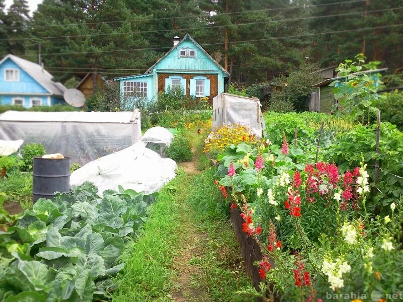 Красивые дачи в Чите. Лучшие места дач в Чите. Дачи в живописном месте Чита. Дачи в пригороде читы.. Объявления чита дачу купить