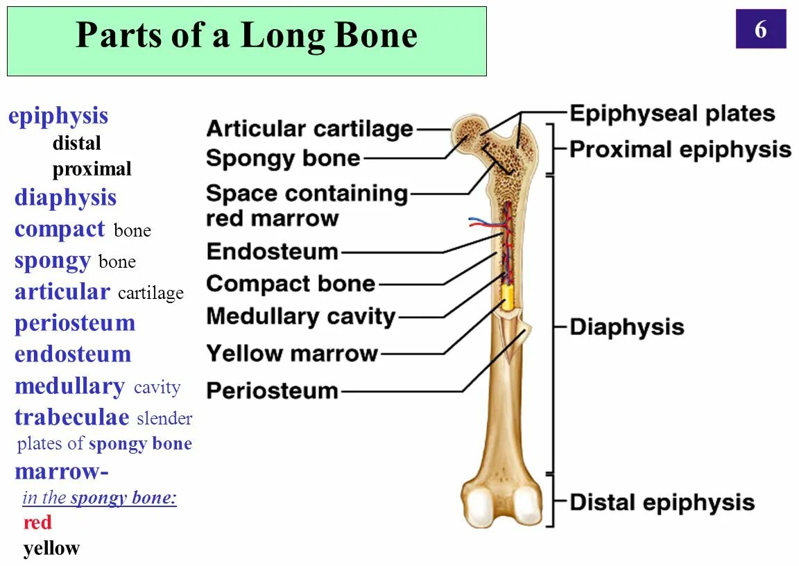 Long bone. Bone trabeculae. Medullary cavity. Костный эпифиз. Epiphysis Anularis.