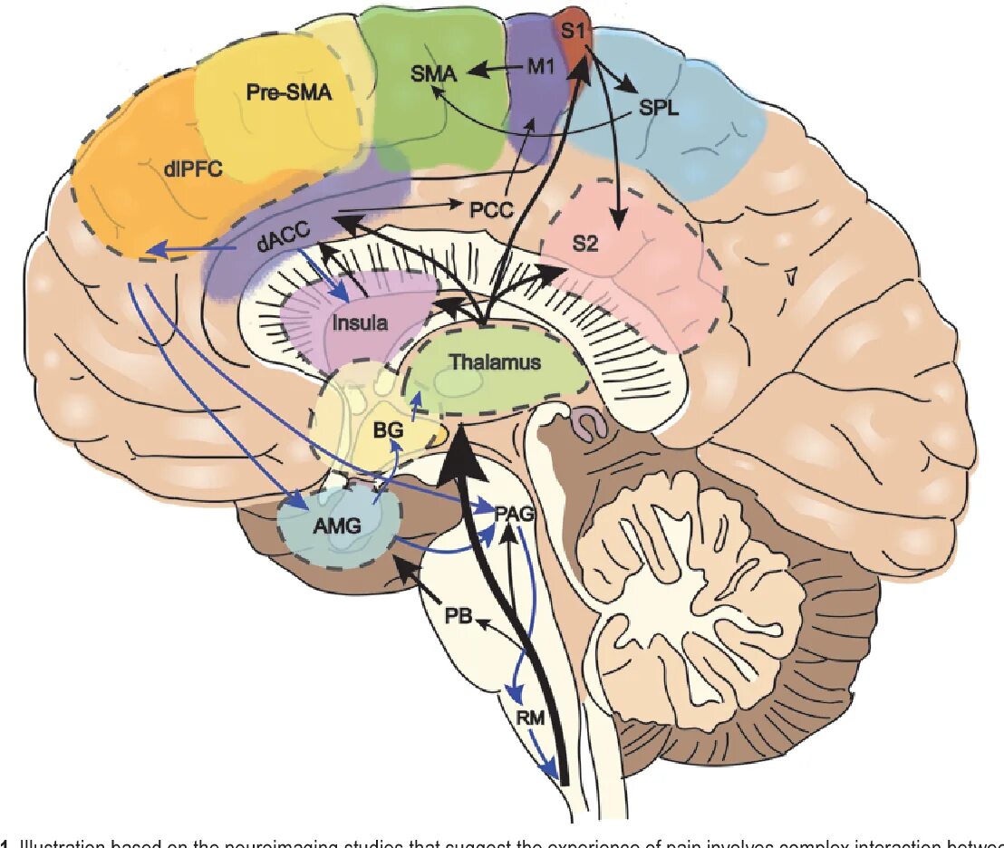 Сма мозга. Insula анатомия мозг. СМА головного мозга. Anterior cingulate Cortex. Сегменты СМА головного мозга.