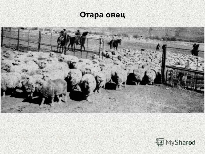 технология производства овцеводства