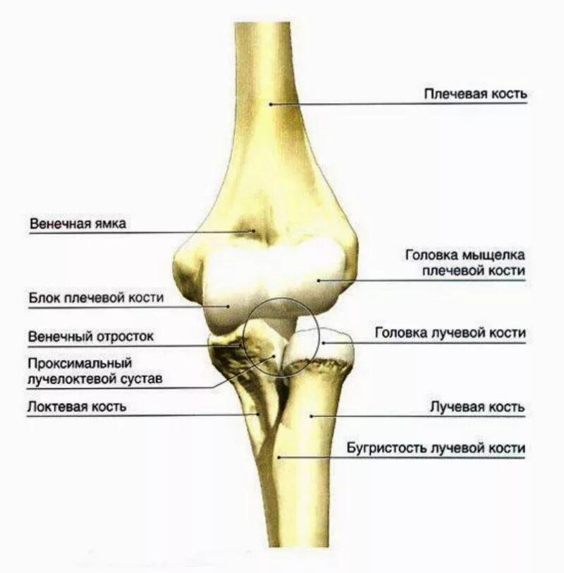 В суставе мыщелок. Плечевая кость строение анатомия кость. Локтевой сустав анатомия кость. Локтевая кость мыщелок. Анатомия дистального отдела плечевой кости.
