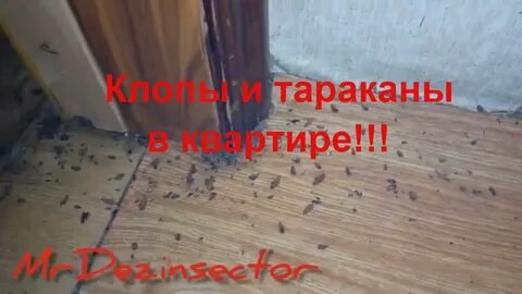 Туман от тараканов в квартире отзывы
