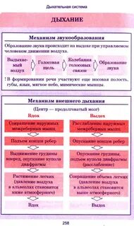 Правильная последовательность выдоха