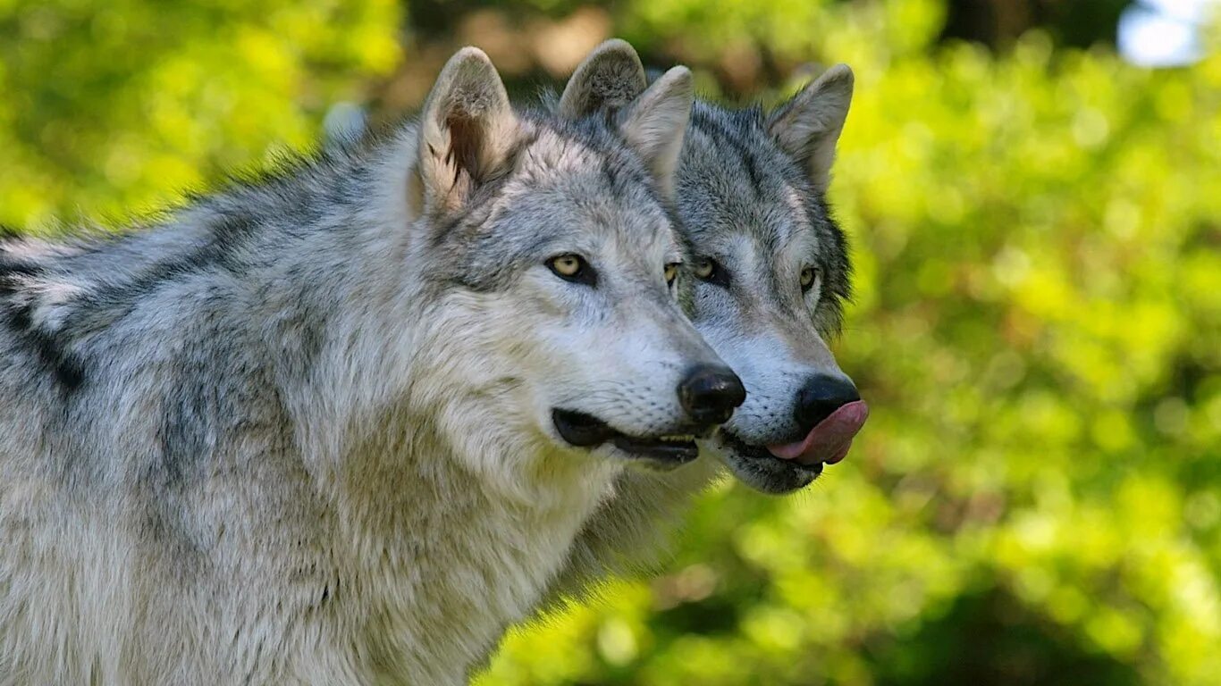 Фото волков самых красивых. Чехословацкий влчак черный. Волк. Красивый волк. Волк на рабочий стол.