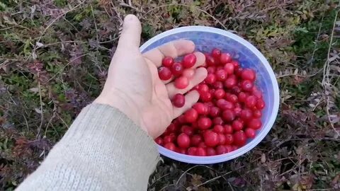 Медвежий сбор ягода