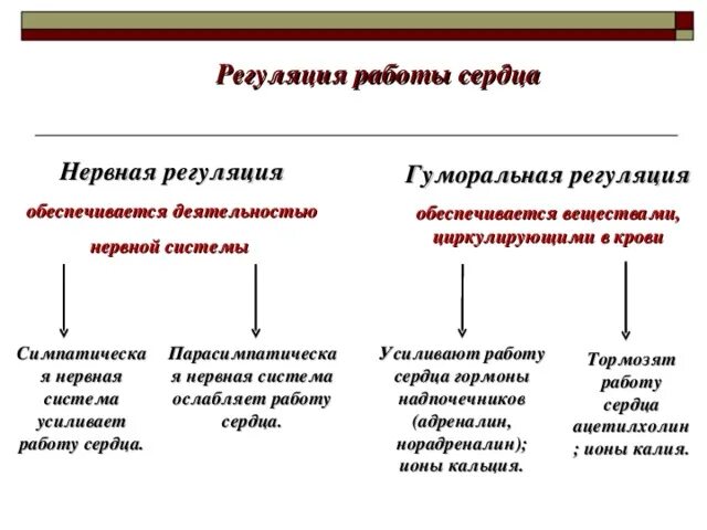 Гуморальная регуляция работы сердца осуществляется. Нервная и гуморальная регуляция деятельности сердца. Нервная регуляция сердечной деятельности. Регуляция деятельности сердца таблица. Регуляция работы сердца схема.