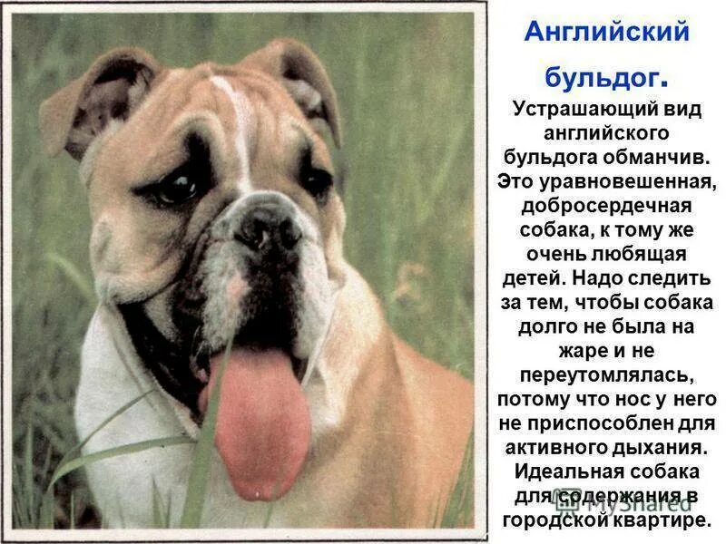 Что значит бульдог. Сообщение о собаке бульдог. сообщение о бульдоге. доклад про английского бульдога. английский бульдог характер.