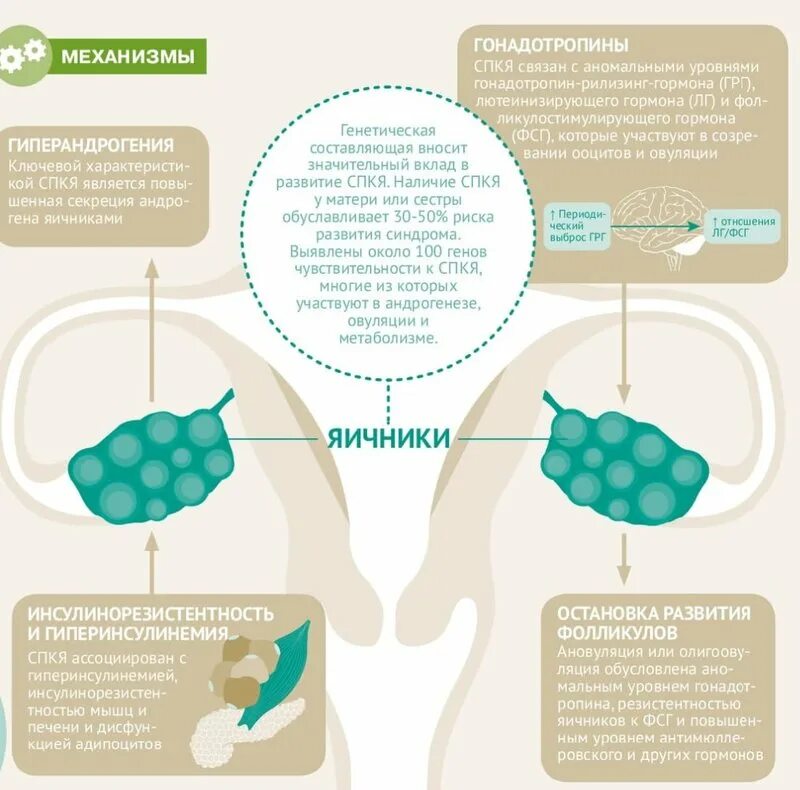 Кок при спкя. Синдром поликистозных яичников. Синдром поликистозных яичников клиника. Синдром поликистозных яичников (СПКЯ).