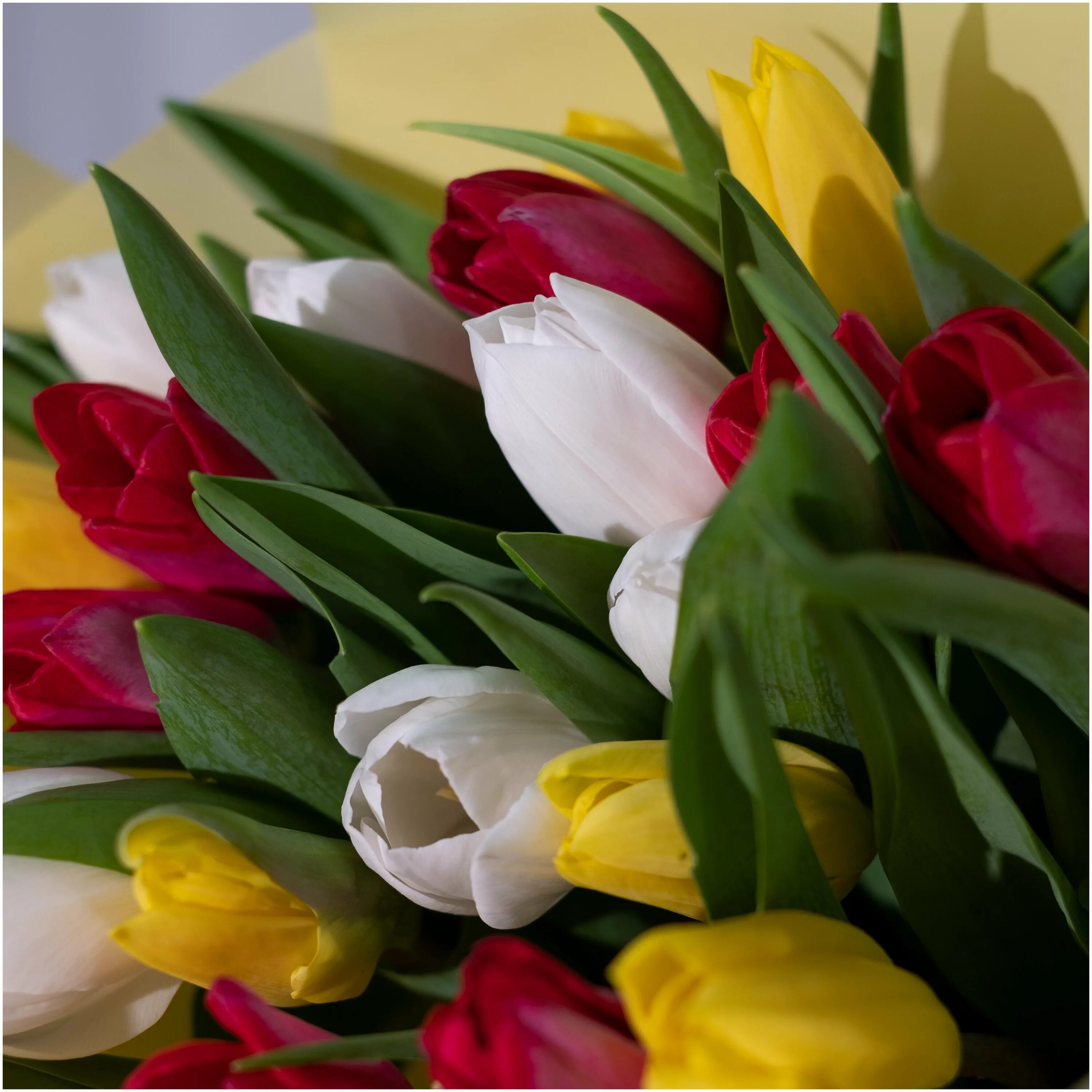 тюльпаны пионовидные тюльпаны. фото букетов тюльпанов. мелкоцветные тюльпаны. букет "25 тюльпанов". фото букетов тюльпанов.