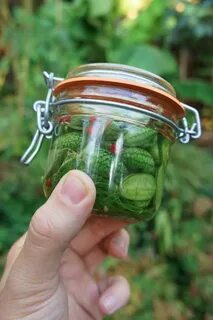 Мелотрия маринованная