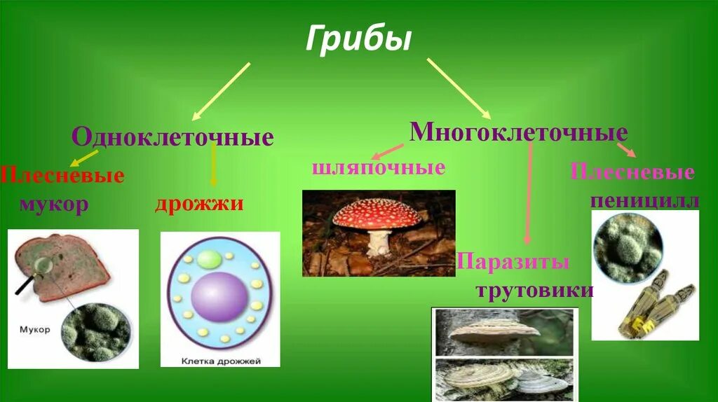 Грибы бывают одноклеточными и многоклеточными эти организмы