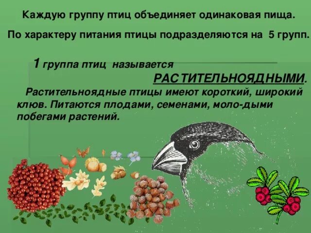 Роль растительноядных птиц в природных сообществах. Растительноядные птицы. Чем питаются растительноядные птицы. Птицы Насекомоядные и растительноядные. Клюв растительноядных птиц.