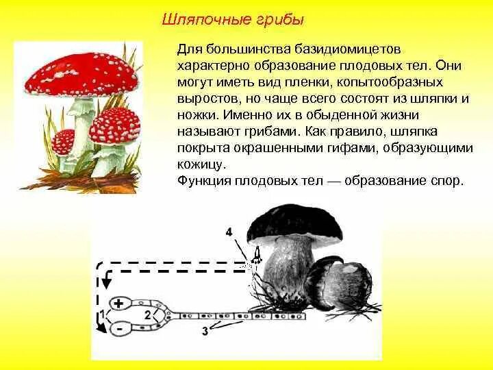 Тело гриба состоит из ответ. Шляпочные грибы. Шляпочные грибы имеют плодовое тело и. Плодовое тело шляпочных грибов образовано. Плодовое тело гриба образовано.