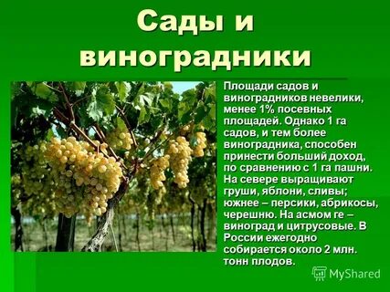 Плодоводство что выращивают